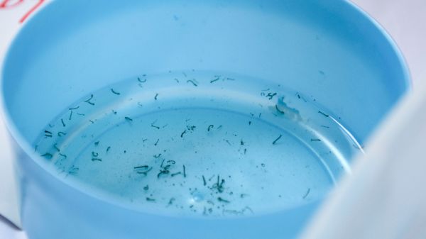 Permanece Tehuacán como el municipio con más casos de dengue