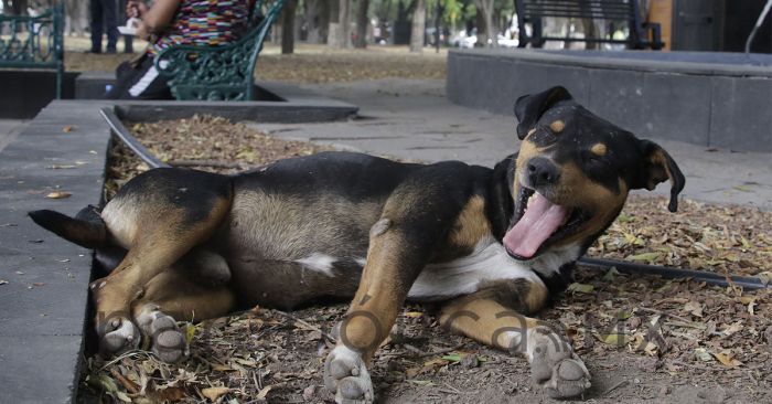 Suman 600 casos de maltrato animal en la capital