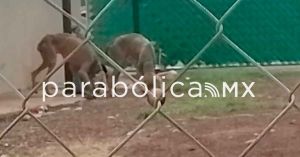 Rescata ayuntamiento a dos perros deshidratados y desnutridos en Guadalupe Victoria
