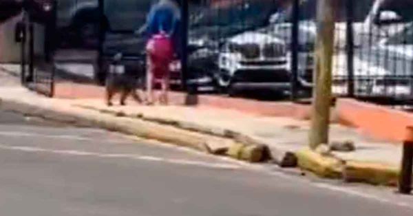 Captan a una mujer paseando un cachorro de tigre en Esteban de Antu&ntilde;ano