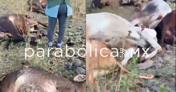 Caída de un rayo mató a 9 vacas y dejó mal herido al pastor en Atlixco