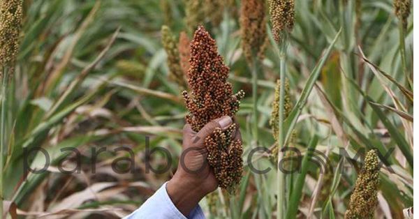Impulsa gobierno de Sergio Salomón producción de sorgo en Puebla