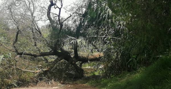 Cae &aacute;rbol por las lluvias y un hombre pierde la vida