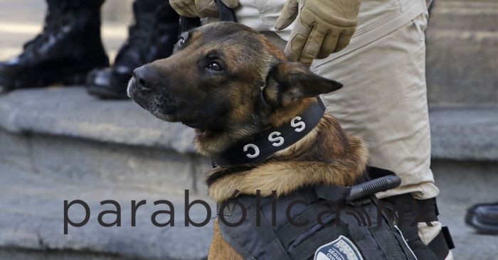 Detecta Unidad Canina más de media tonelada de drogas