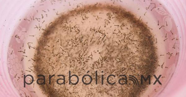 Concentra Iz&uacute;car el mayor n&uacute;mero de casos de dengue