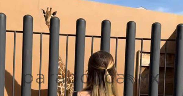 Presume hija de Hank Rhon jirafa e isla de &ldquo;changuitos&rdquo;