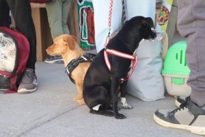 Celebran el Día de los Derechos de los Animales con Jornada de Esterilización