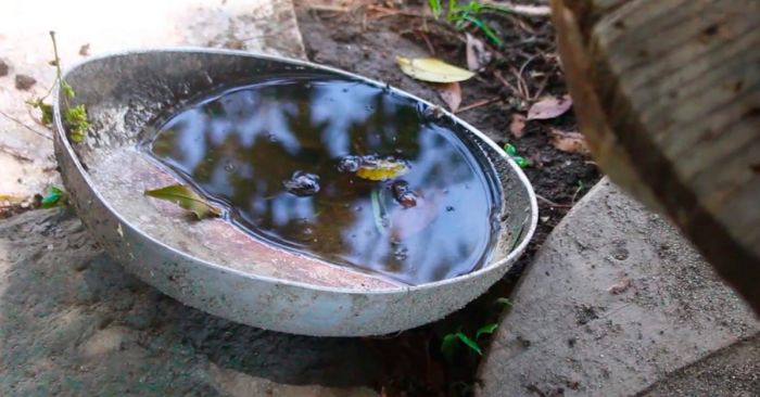 Hospitalizadas 14 personas por dengue: Salud