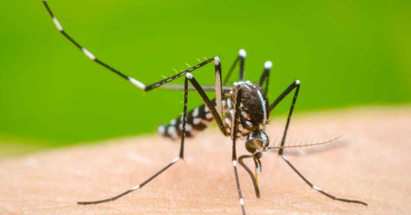 Permanece una persona hospitalizada por dengue