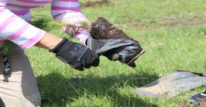 Benefician a 113 con plan de reforestación del gobierno estatal