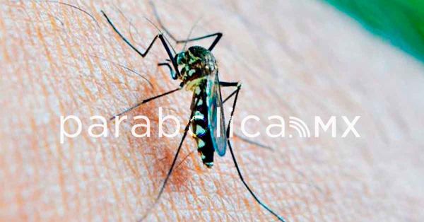 Impacta dengue a 81 municipios del estado: Salud