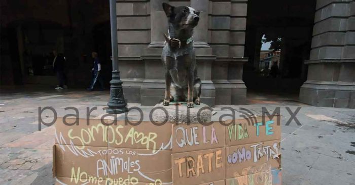 Llaman animalistas a castigar maltrato animal penalmente