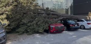 Provocan fuertes vientos caída de árboles en Puebla capital