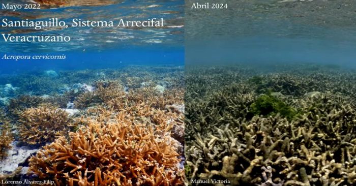 Están en riesgo los arrecifes en México por las altas temperaturas, advierte científico BUAP
