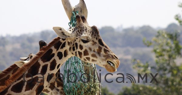 Frena Profepa traslado de &ldquo;Benito&rdquo; la jirafa