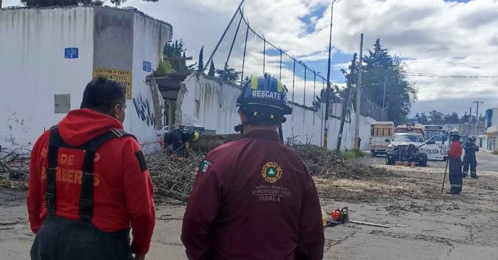 Atiende PC Estatal caída de árbol en Xonacatepec