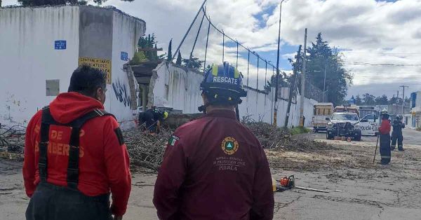 Atiende PC Estatal caída de árbol en Xonacatepec