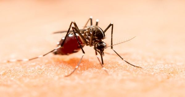 Suma Puebla mil 031 casos acumulados por dengue en 2024: Salud