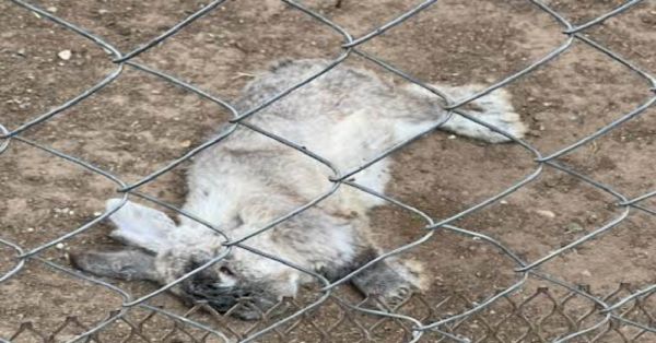 Piden apoyo para animales abandonados en Parque Central