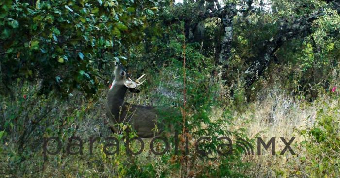 Capta Medio Ambiente vida silvestre en San Andr&eacute;s Cholula