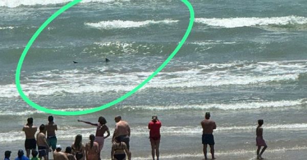 Atacan tiburones a un mujer en la Isla del Padre en Texas