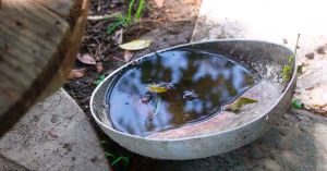 Se suma Coxcatlán a municipios con mayor número de casos de dengue
