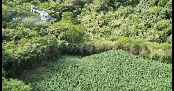 Erradican 221 plant&iacute;os de amapola y marihuana en cuatro estados
