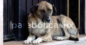 Regulaci&oacute;n ya