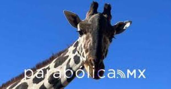 Celebra Africam Safari la próxima llegada de la jirafa Benito