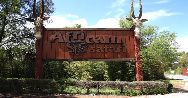 Entra gratis a Africam Safari, te decimos cómo