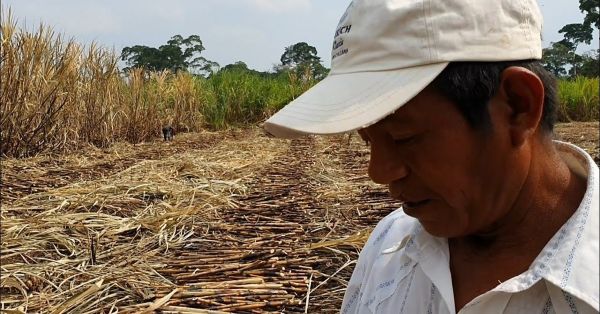 Se quedan sin pago cortadores de caña en Chietla, se robaron la nómina