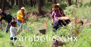 Arranca ayuntamiento reforestación en el Parque del Cerro de Amalucan y el Ajolote