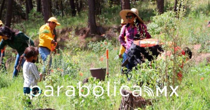 Arranca ayuntamiento reforestación en el Parque del Cerro de Amalucan y el Ajolote