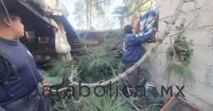 Derriban fuertes vientos 27 árboles en Puebla