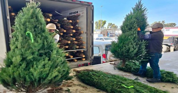 Inspecciona Profepa m&aacute;s de 164 mil pinos de Navidad importados de EU