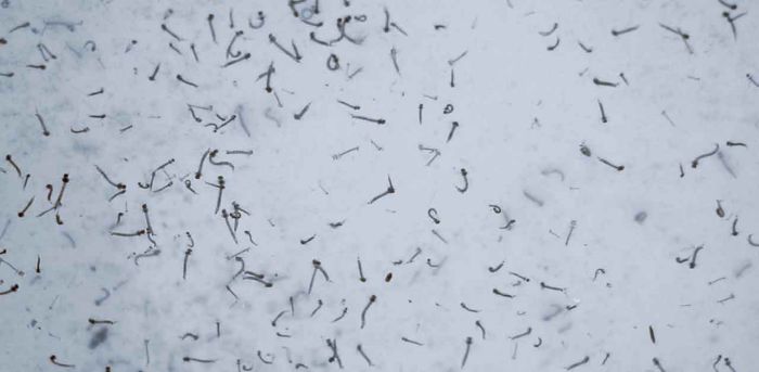 Hospitalizadas 27 personas por dengue