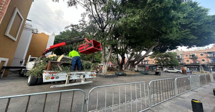 Realizarán evaluación de árboles que estén en riesgo de caerse