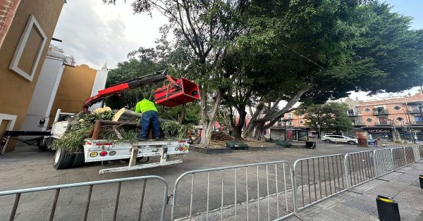 Realizarán evaluación de árboles que estén en riesgo de caerse