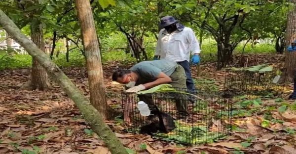 Aumenta cifra de monos aulladores muertos en Tabasco y Chiapas