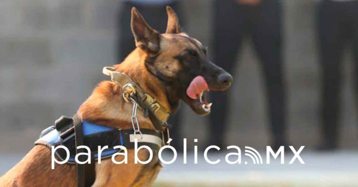 Adiestra SSC a caninos K9 para rescate en estructuras colapsadas