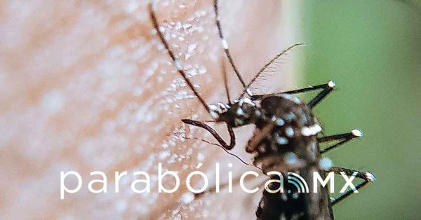 Descarta Salud defunciones por dengue en las últimas 24 horas