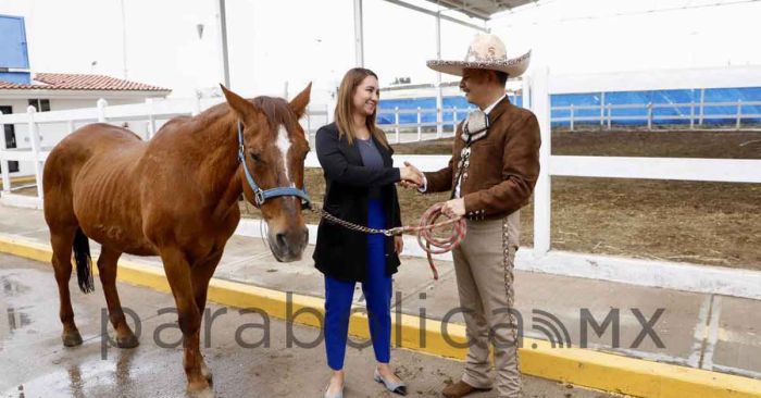 Retira SMDIF a dos caballos; los entregan a fundaci&oacute;n Corcel