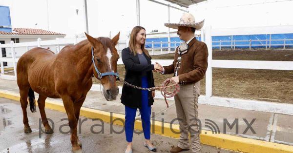 Retira SMDIF a dos caballos; los entregan a fundaci&oacute;n Corcel
