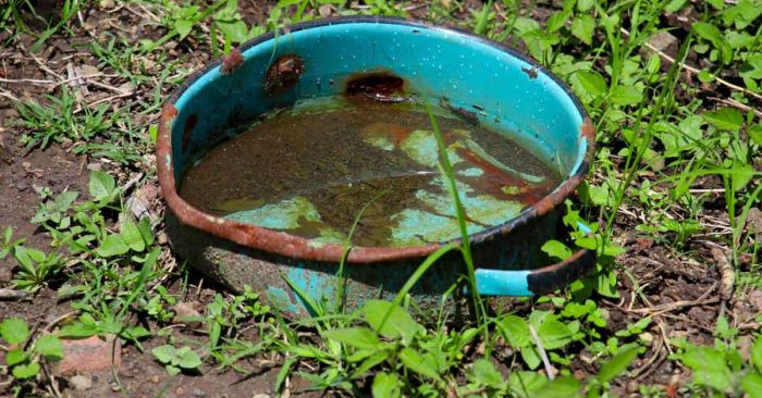 Registra Puebla 94 casos de dengue en 24 horas: Salud