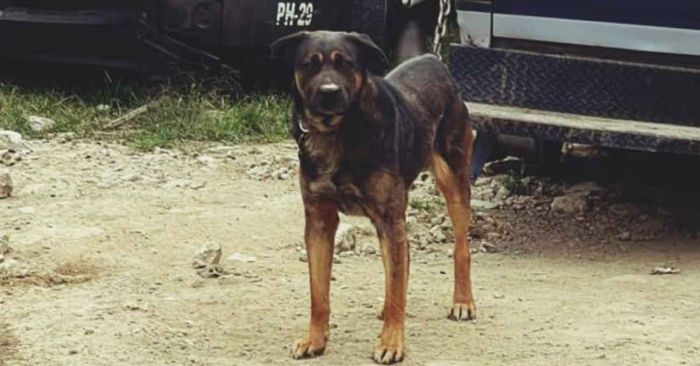 Denuncian a policía de Huauchinango por maltrato animal