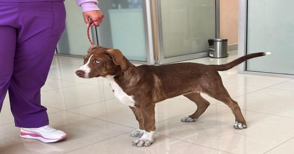Resguardan a perritos abandonados por peregrinos en la GAM, CDMX
