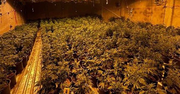 Aseguran mil 500 plantas de marihuana en Culiacán, Sinaloa