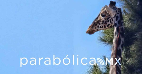 Destaparon jirafas cloaca&nbsp;en el Parque de Ciudad Ju&aacute;rez: Salvemos a Benito