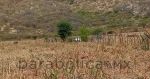 Encuentran dos cadáveres en terrenos de cultivo en Izúcar de Matamoros