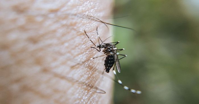 Registraron dengue en 80 municipios de Puebla desde enero a la fecha: Salud